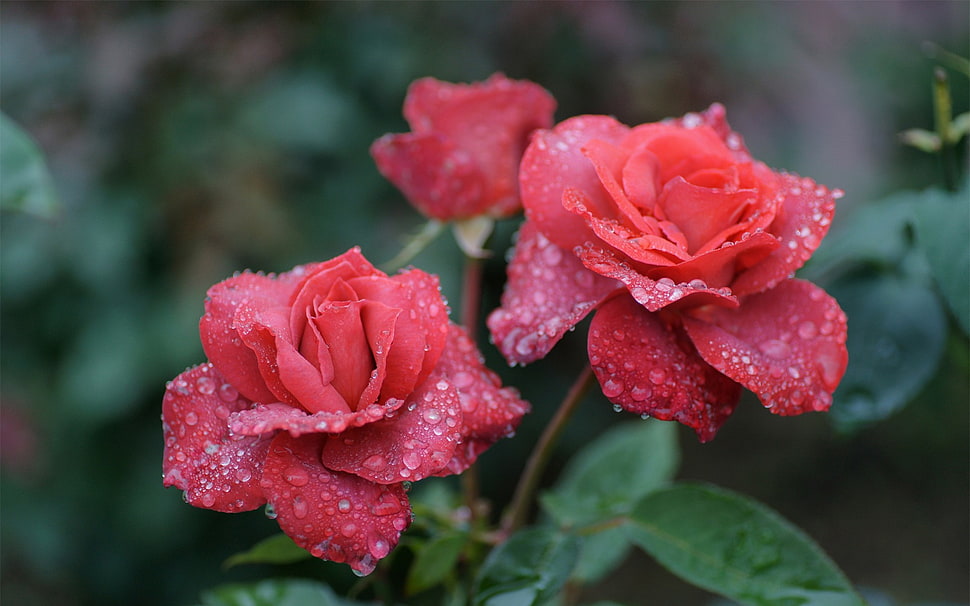 pink and yellow petaled flowers, nature, sky, water, flowers HD wallpaper