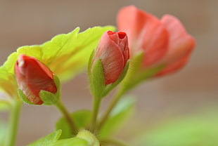 closeup photo of three red flowers, geranium