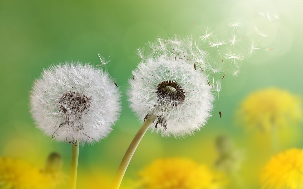 flower with pollen flying close-up photo HD wallpaper