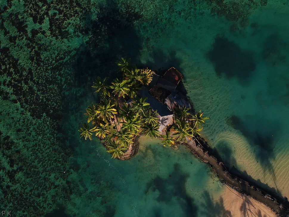 islet and coconut trees, nature, landscape, Fiji, Warwick HD wallpaper