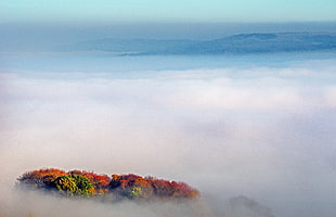 landscape photography of red and green forest in middle of fog under clear sky during daytime, gloucestershire