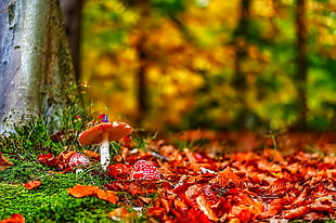 red and green leaf plant, forest HD wallpaper