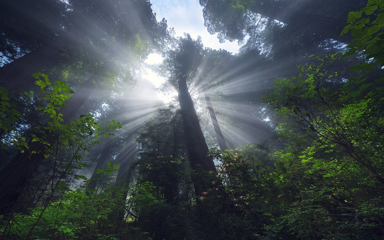 green trees, nature, landscape, forest, sun rays