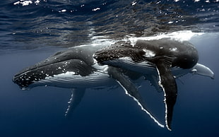two blue whales, animals
