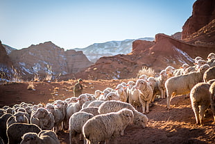 herd of sheep in daytime HD wallpaper