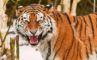 tiger, tiger, animals, big cats HD wallpaper