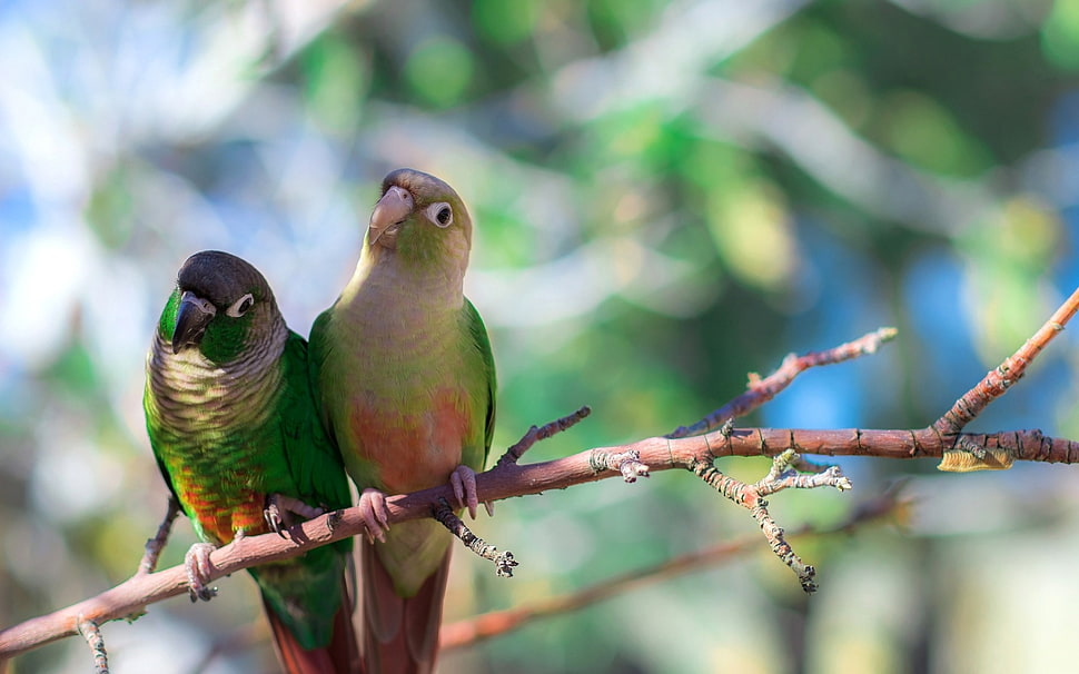 two multicolored birds on a tree branch close-up photography HD wallpaper