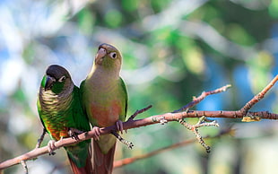 two multicolored birds on a tree branch close-up photography