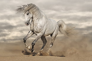 white horse running HD wallpaper