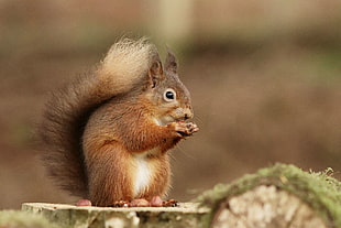 brown Squirrel HD wallpaper