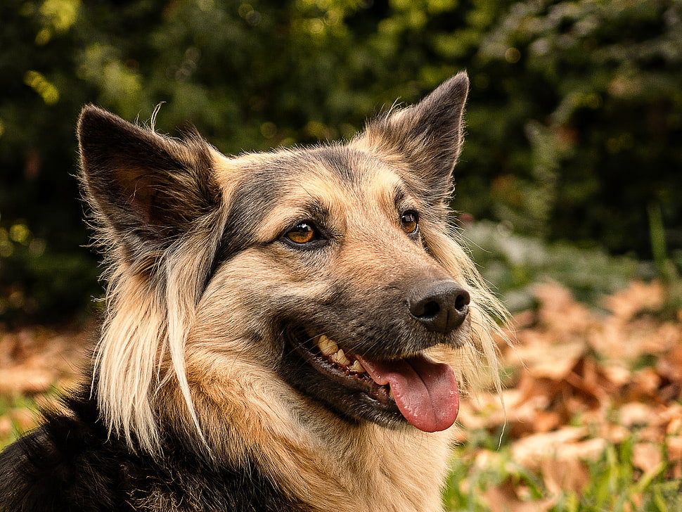 close up photo of long coated brown and black dog HD wallpaper