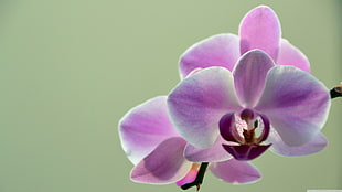 pink moth orchid, nature, orchids, flowers, plants