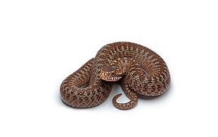 brown snake, snake, white background, reptiles, animals HD wallpaper