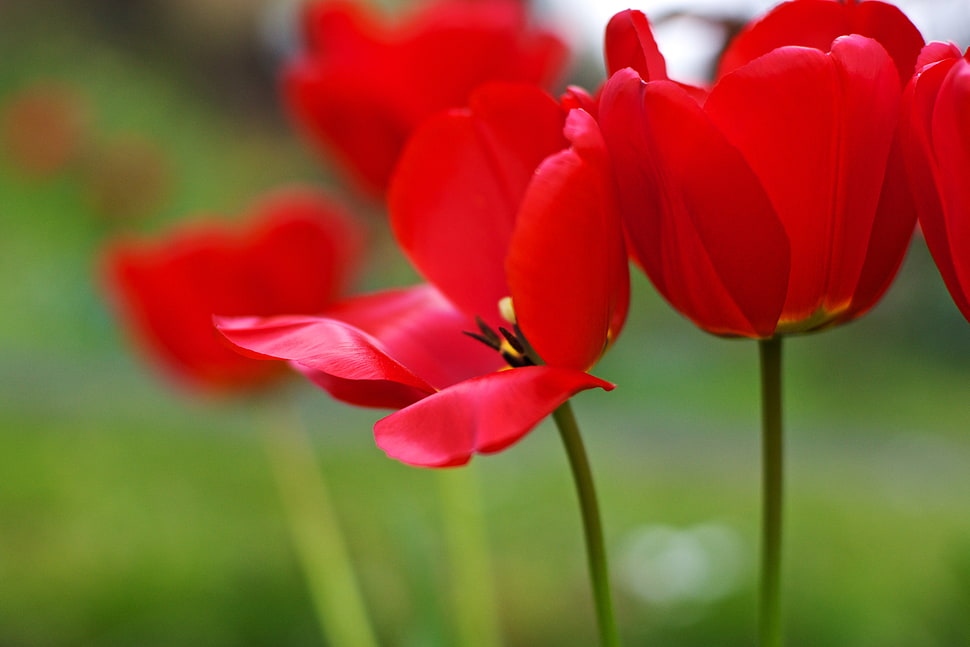 Tilt Shift photography of red flowers, tulips HD wallpaper
