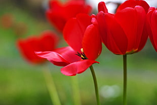 Tilt Shift photography of red flowers, tulips