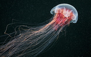 jelly fish photo, jellyfish, sea life, nature, sea