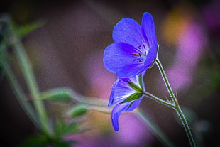 two blue flowers, geraniums