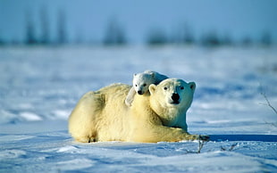 Polar bear,  Bear,  Couple,  Cub HD wallpaper