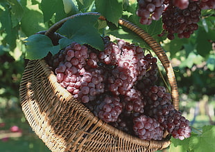 ripe grapes on brown basket