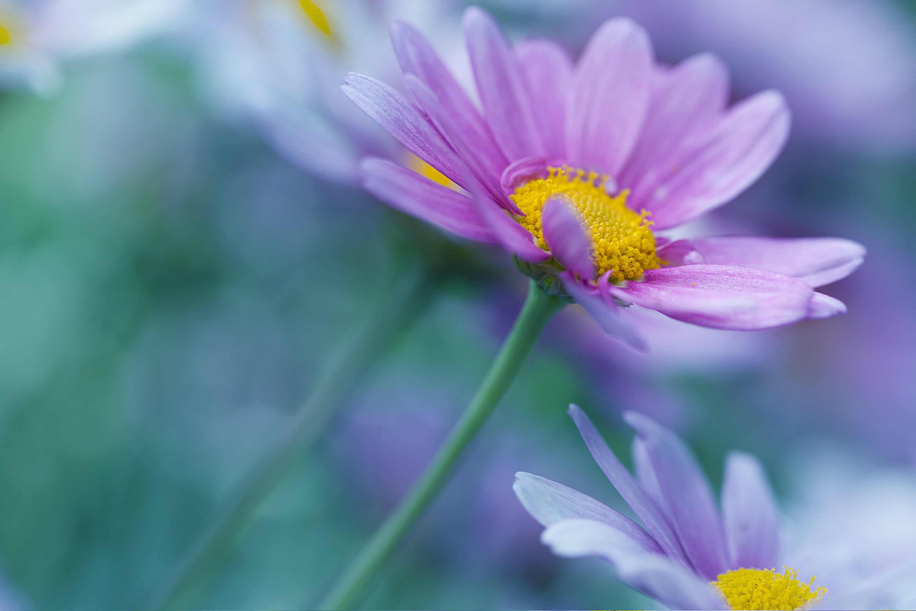 selective focus photography of pink daisy flower