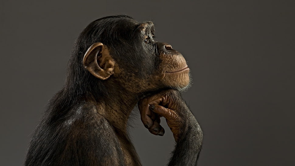 sideview monkey HD wallpaper