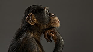 sideview monkey