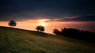 green grass field and trees silhouette photo, landscape, trees, sky, sunlight