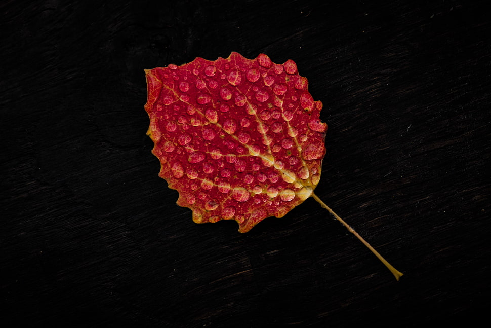 red leaf, Leaf, Drop, Red HD wallpaper