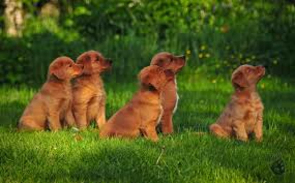 five brown short-coated puppirs HD wallpaper