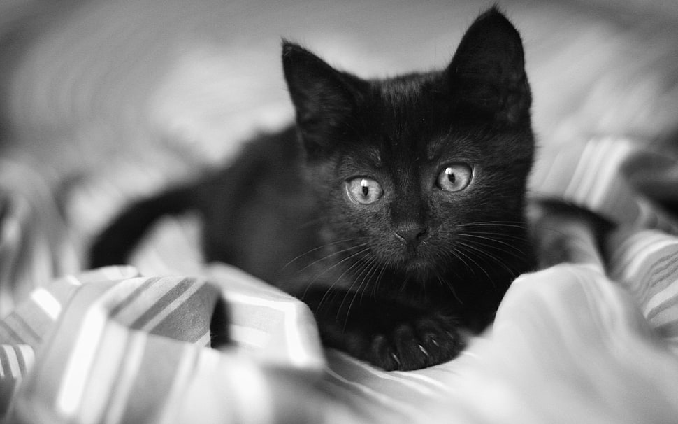 photography of grayscale kitten HD wallpaper