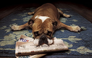 adult tan and white boxer dog, animals, dog, newspapers