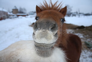 photo of brown horse near snow covered houses