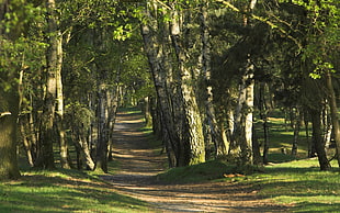 landscape photography of pathway surrounded by trees