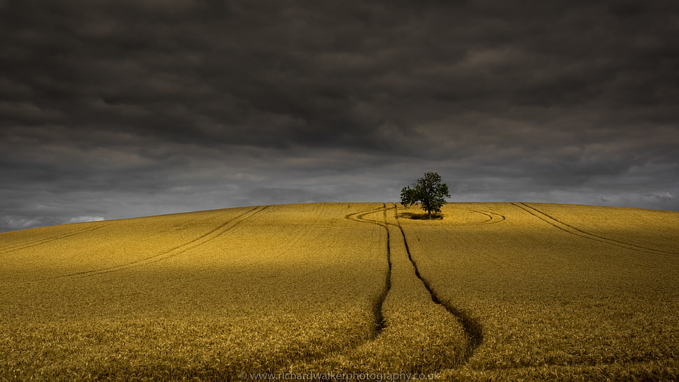 brown grass field under white clouds HD wallpaper