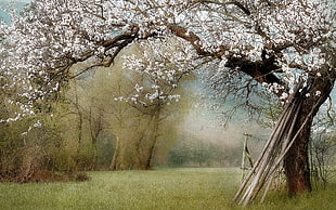 painting of white petaled tree, nature, artwork, trees