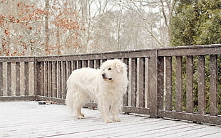 Dog,  Snow,  Fence,  Worth HD wallpaper