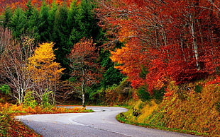 red leafed trees, nature, landscape, fall, road