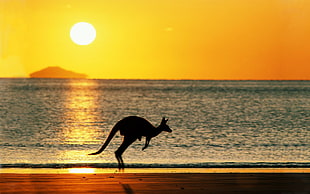 silhouette photography of kangaroo jumping on beach shore during golden hour