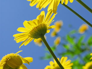 close-up photo of yellow daisies
