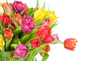 red, pink, and yellow bouquet of Tulips flower