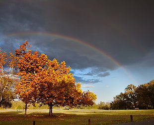 rainbow passes trees HD wallpaper
