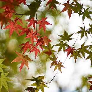 photography of orange and green leaves