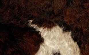 Fur,  Bright,  Texture,  Background HD wallpaper