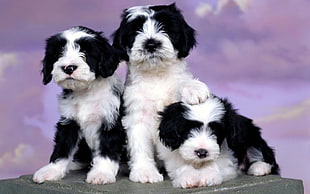 three black-and-white puppies