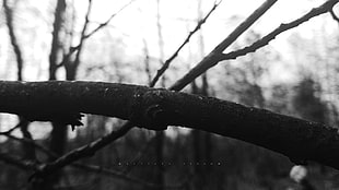 tree twig, dead trees, monochrome, nature, photography HD wallpaper
