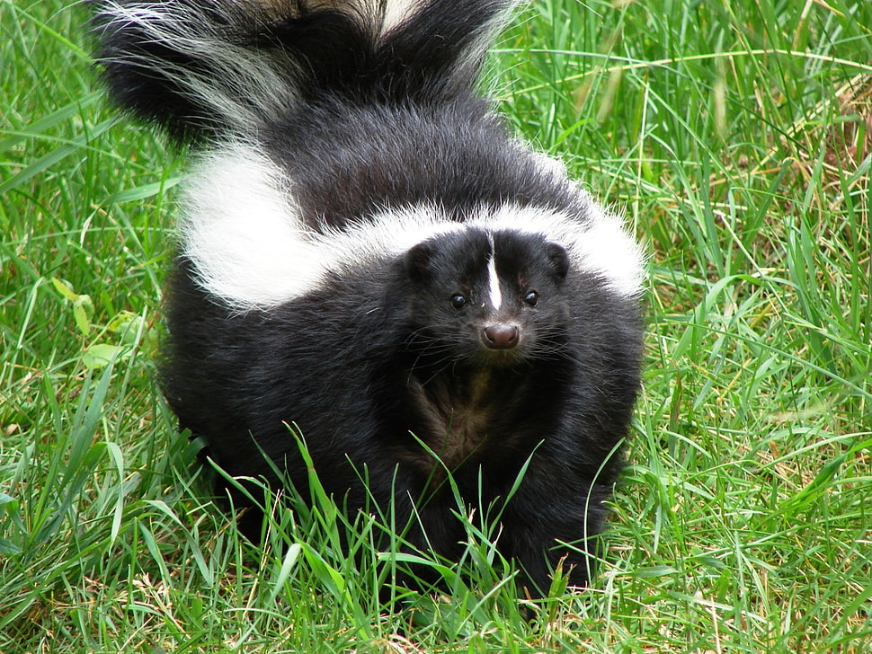 white and black skunk on grass field HD wallpaper