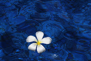 selective photograph of white petaled flower floating on body of water