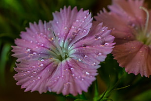 depth of field photography of purple petaled flower with dew