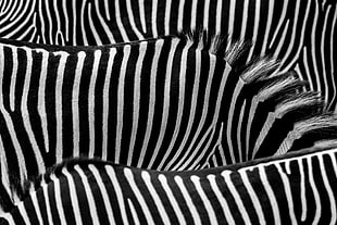 zebra painting HD wallpaper