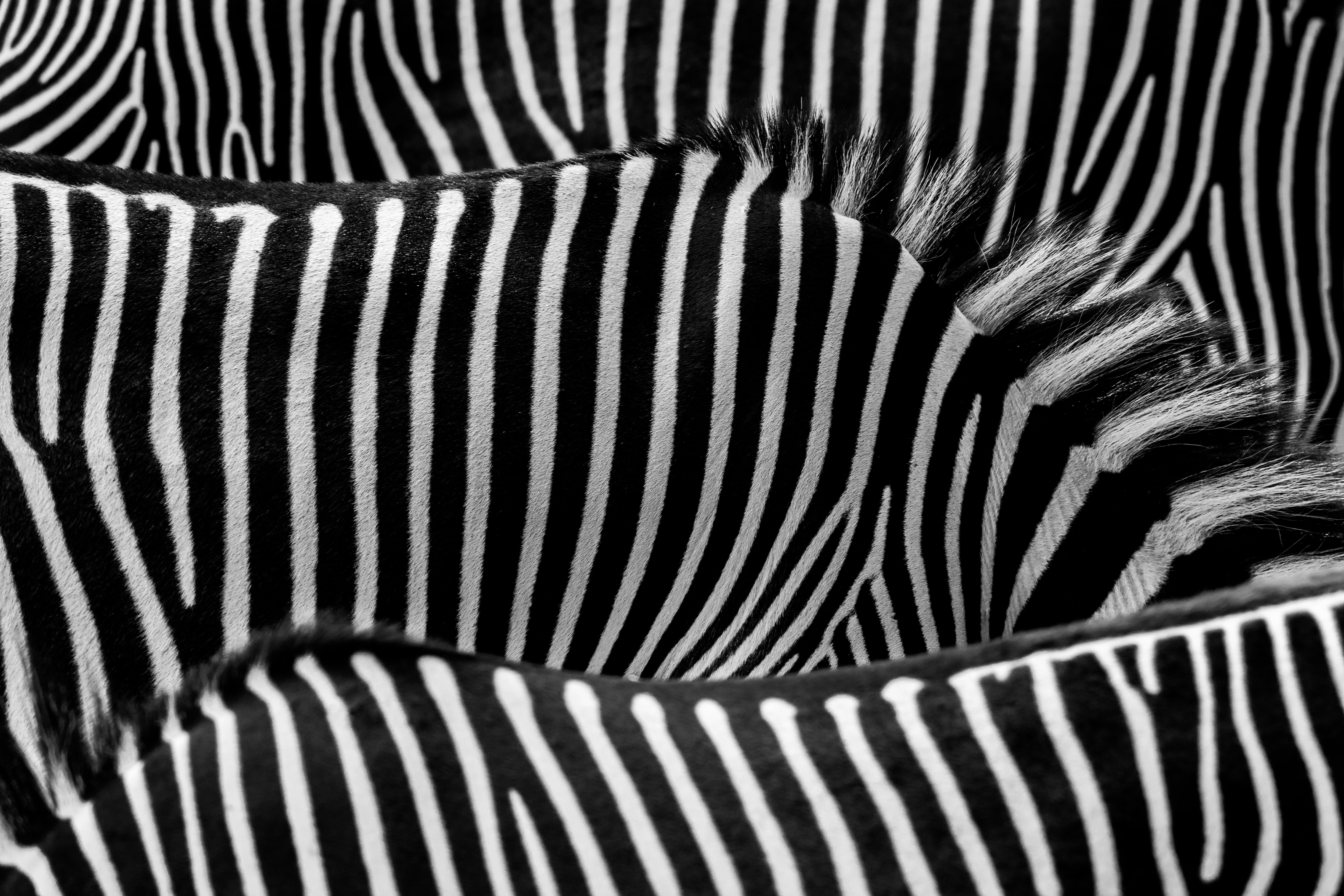 zebra painting